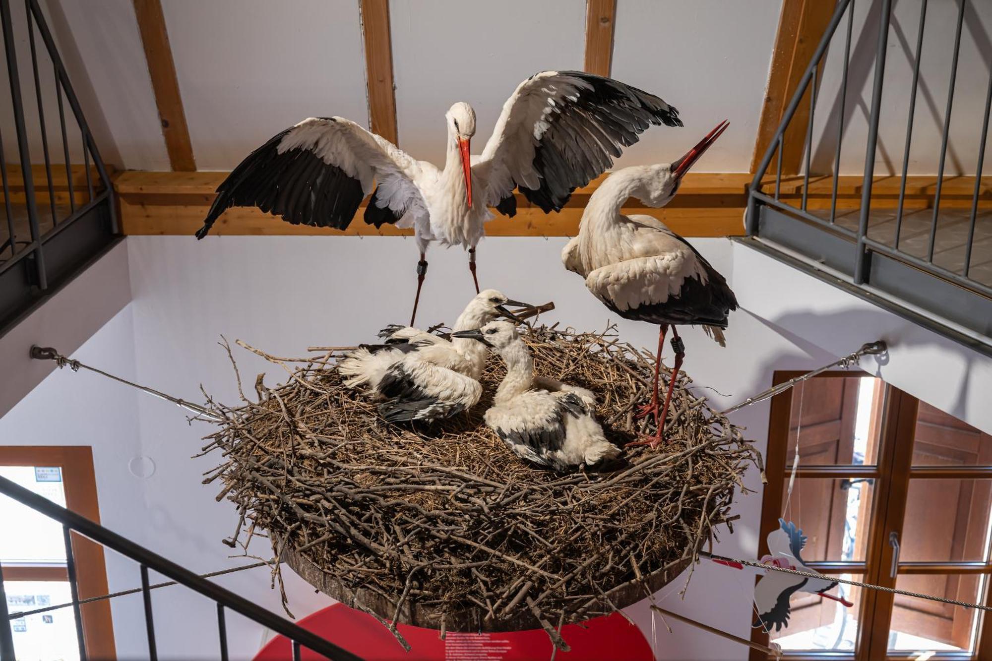 Apartment Landhotel Zum Storchennest Bann Zewnętrze zdjęcie